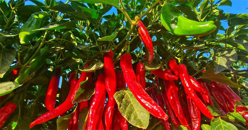 云南特产地理地图